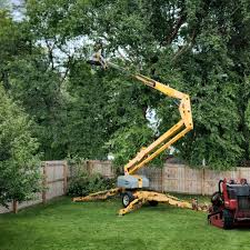 Best Tree Cabling and Bracing  in Canton, OH