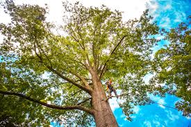 Best Tree Disease Treatment  in Canton, OH