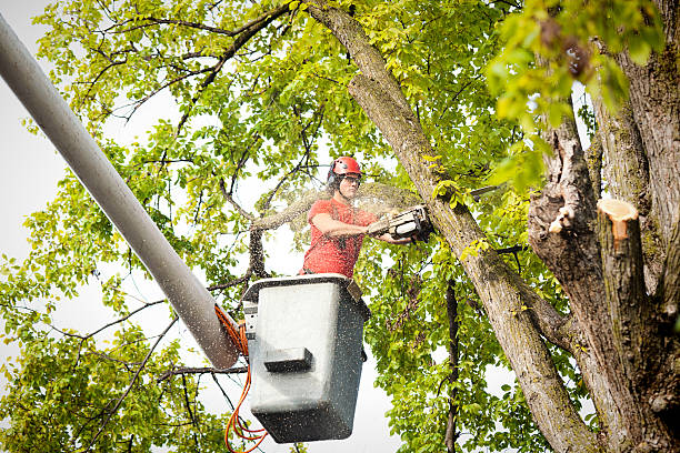 Best Tree Risk Assessment  in Canton, OH