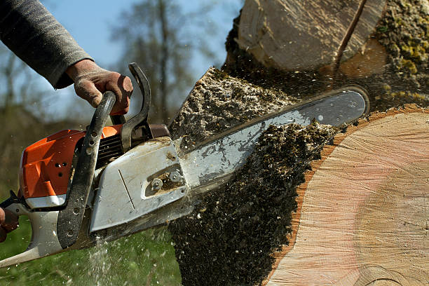 Best Storm Damage Tree Cleanup  in Canton, OH